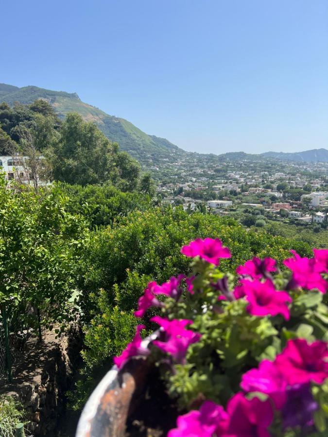 Forio di Ischia Blu Panorama B&B 외부 사진